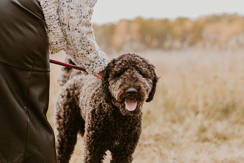 Family & Pet Mini Sessions