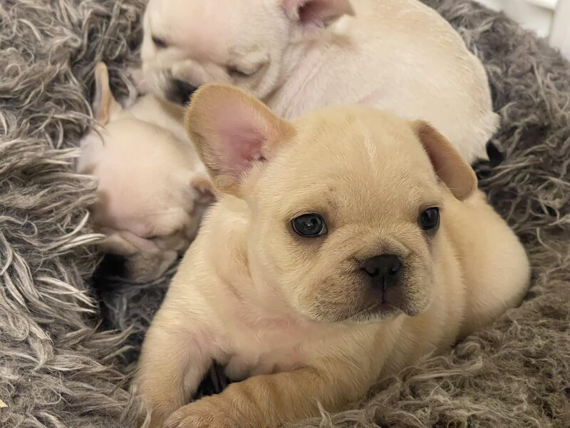 French bulldog puppies cuddled together in their bed