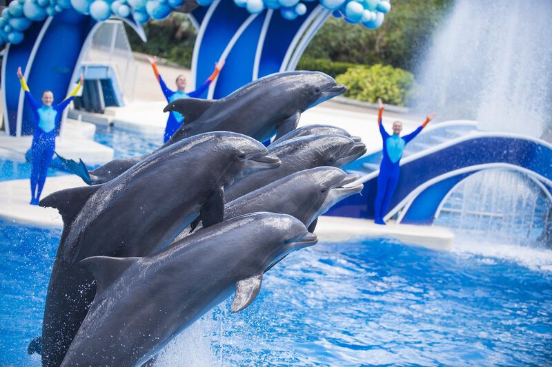 20170330_DolphinDays_042