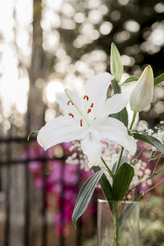 white lilies in a vase