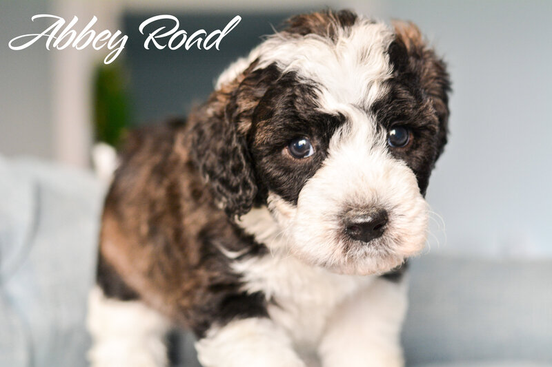 red sheepadoodle