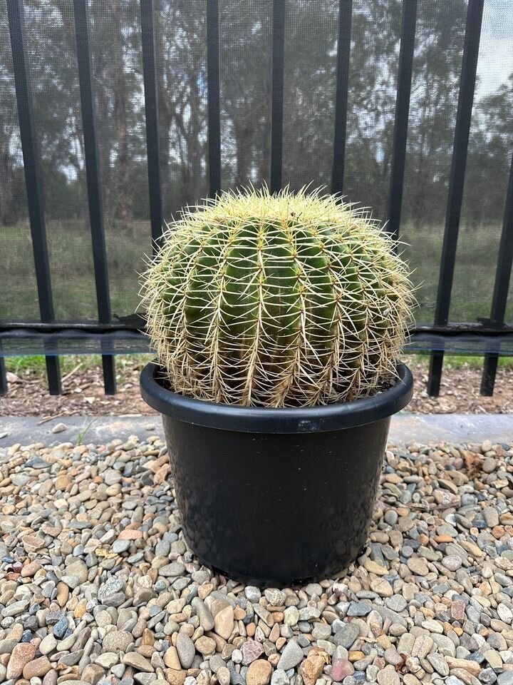 Echinocactus Grusonii | Golden Barrel Cactus