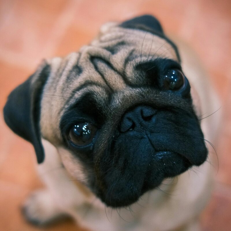 Close up of cute tan and black pug's soulful facial expression