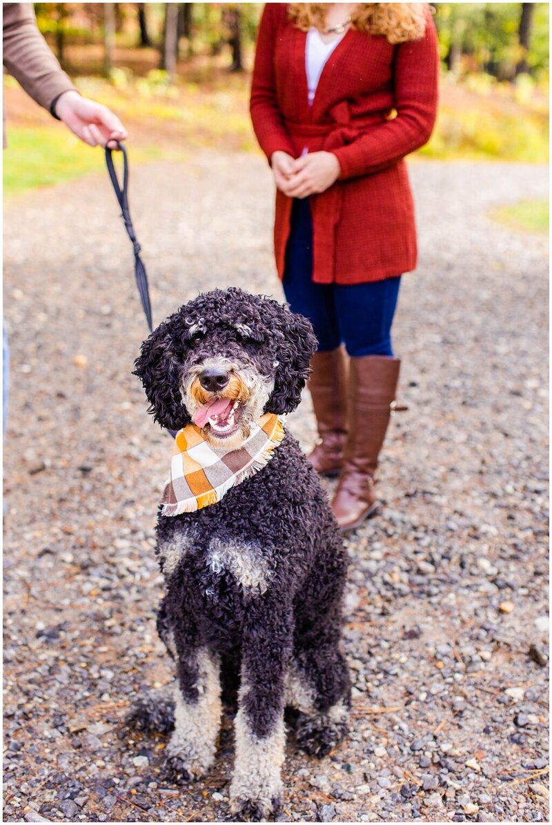 fluffy black and white golden doodle do with tongue hanging out of mouth