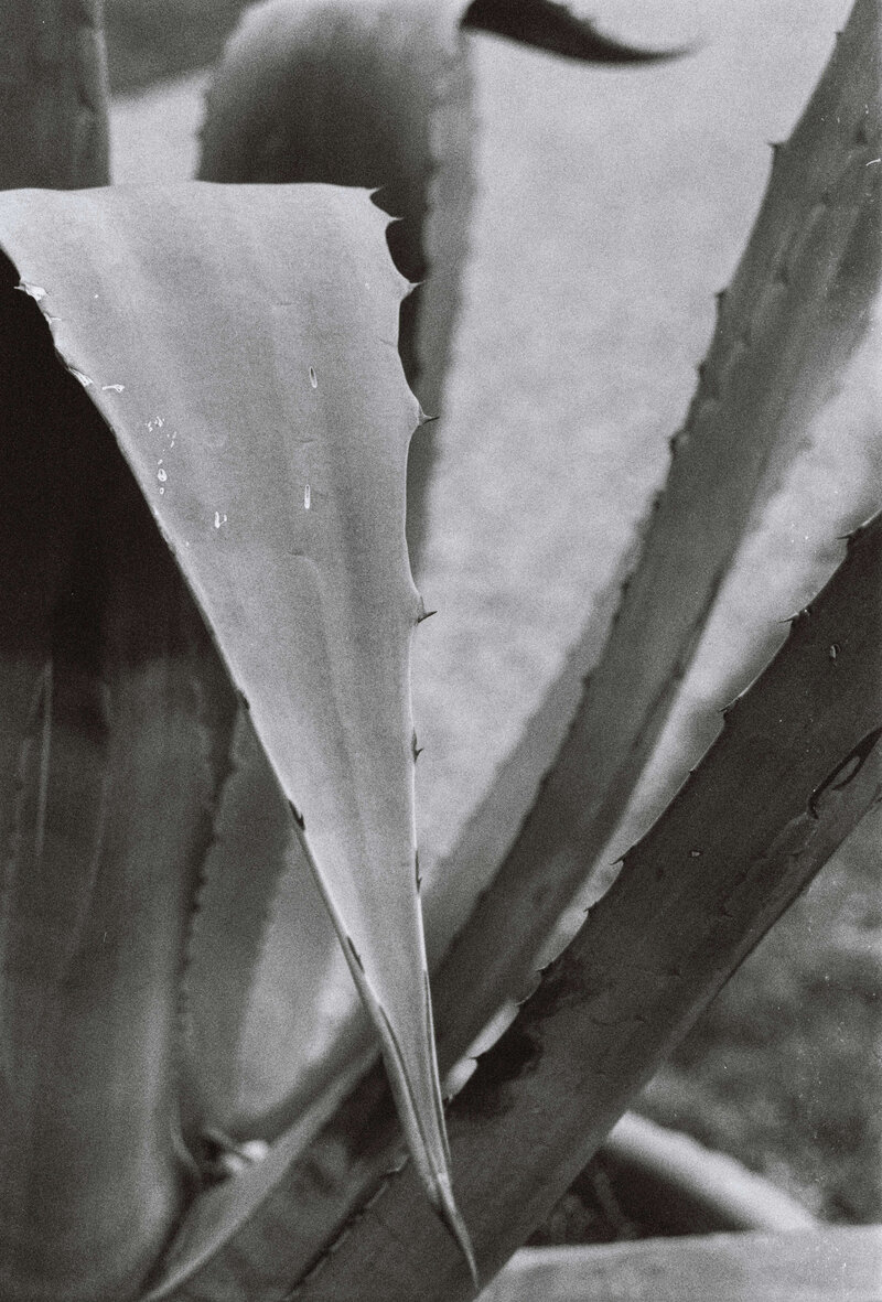 aloe vera skincare ingredient