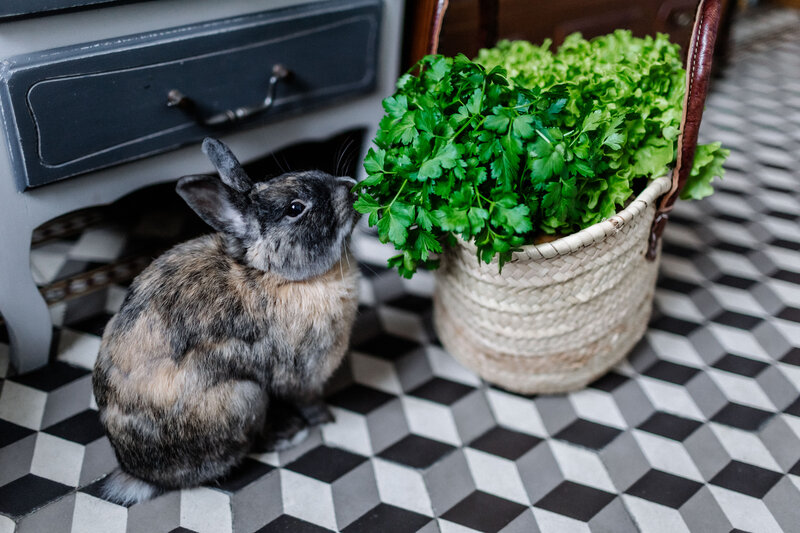 Picture of the pet bunny of the photographer petite nao photography