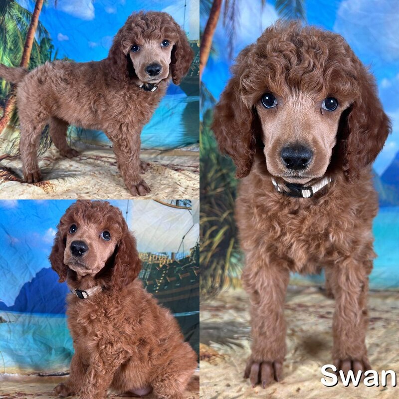 swan7weeks