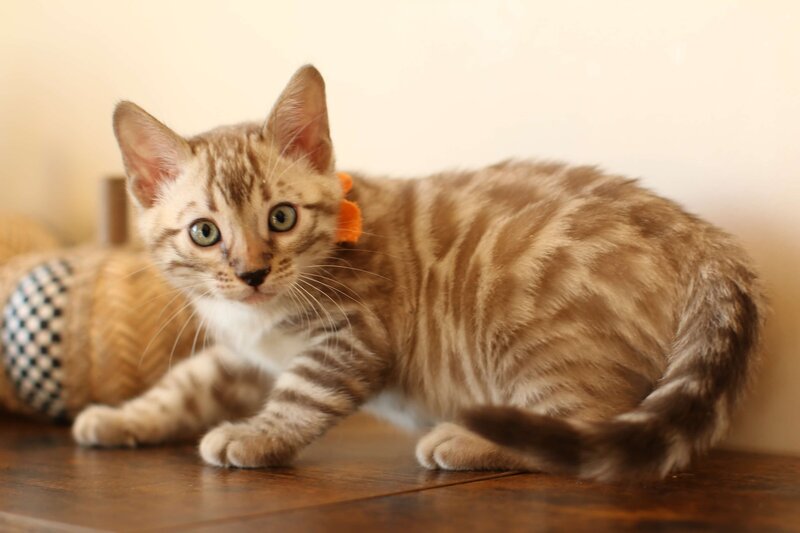 Sienna x Benny_Orange_1