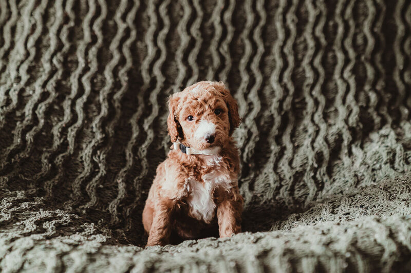 Red Apricot Abstract Poodle Puppy