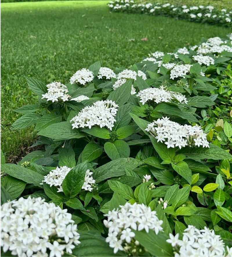 showit draft  (283 x 225 px) (8)