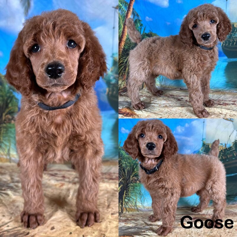 goose7weeks