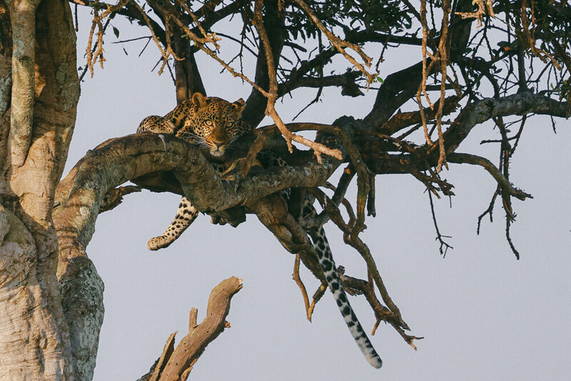 safariedited-226
