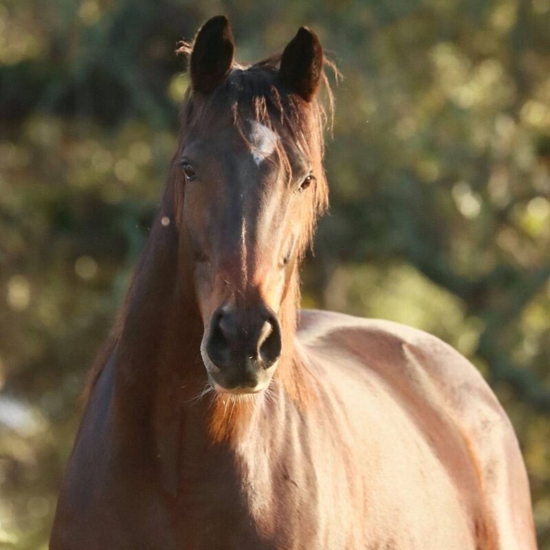 Tina Sparkle In foal to R Blue Moon