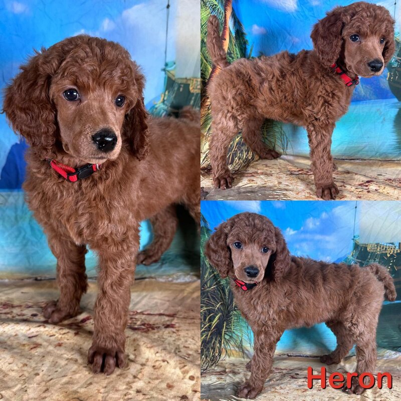heron7weeks
