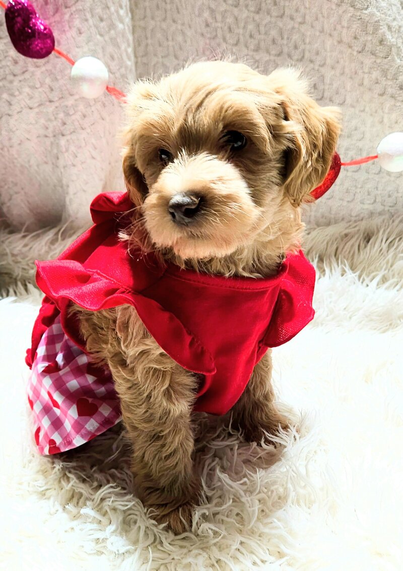 two red goldendoodle puppies