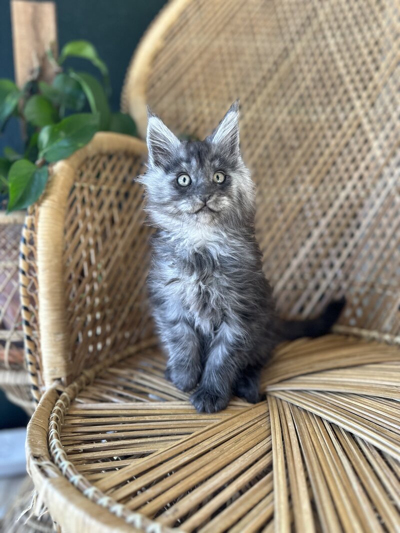 Kitten Edgar