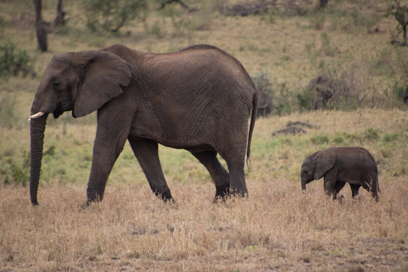 Tanzania Safari (4)