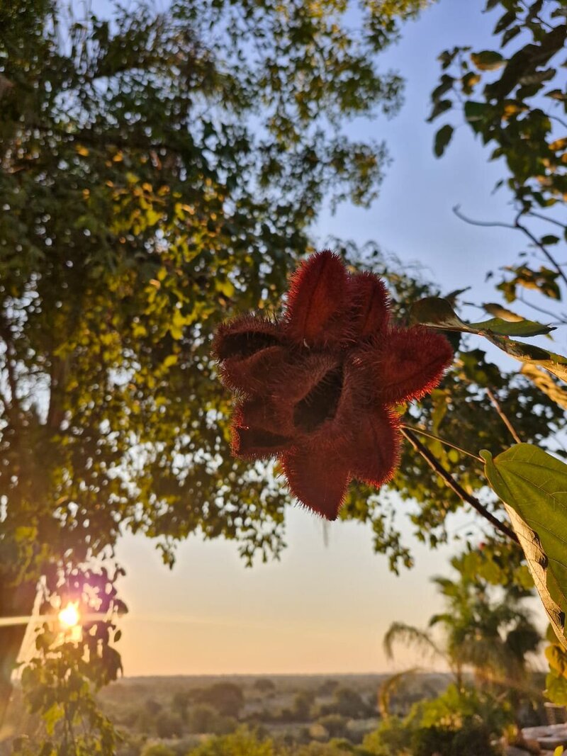 Red fruit found in Nkurenkuru, Kavango west