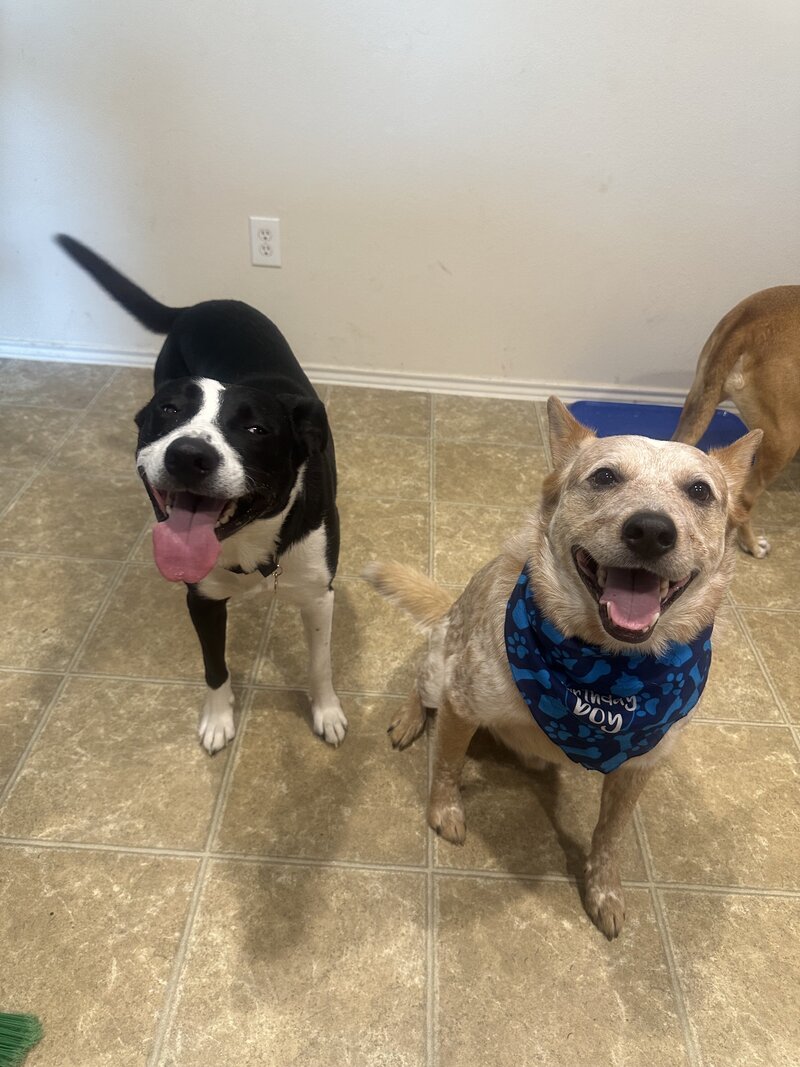 happy dogs with dog sitting and boarding business in fort worth texas