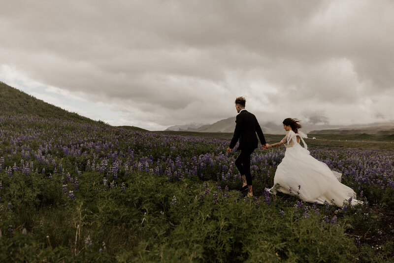 Groom leading bride through  lupine field in Iceland