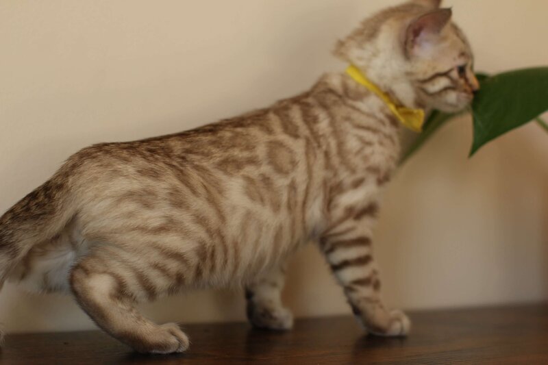 Sienna x Benny_Yellow_2