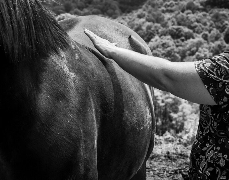 Equine Bodywork Hands on Horse's back 
