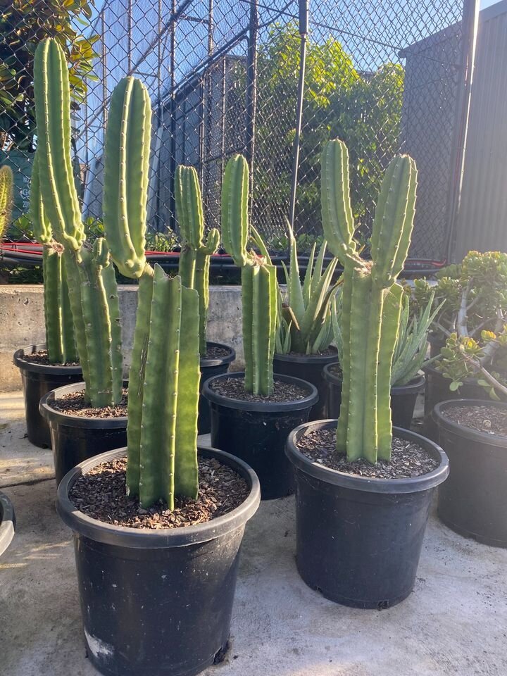 Cereus repandus | Peruvian Apple Cactus