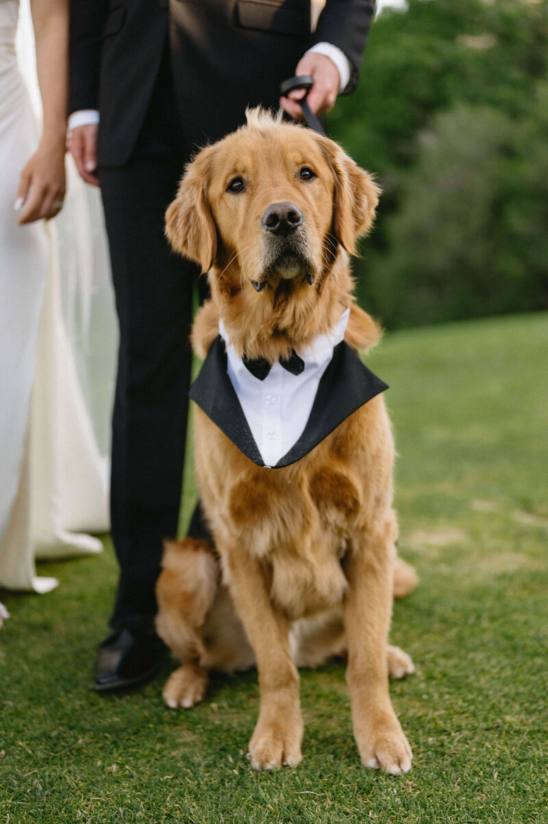 Dog dressed in black tie poses for portrait at parents wedding in Colorado