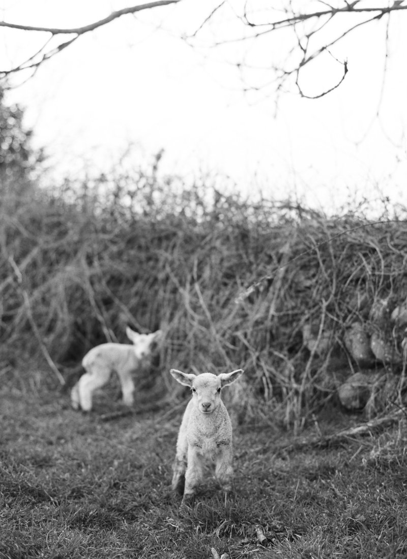 Ireland_Lamb-2b