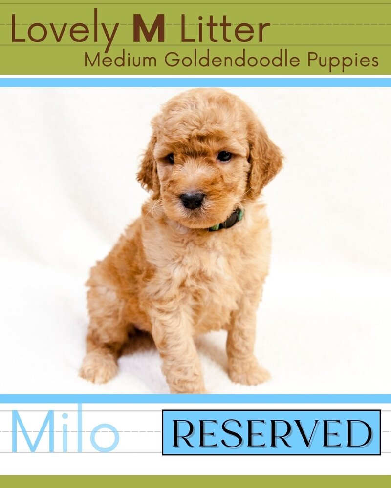 M Litter - Lt Blue Milo Male