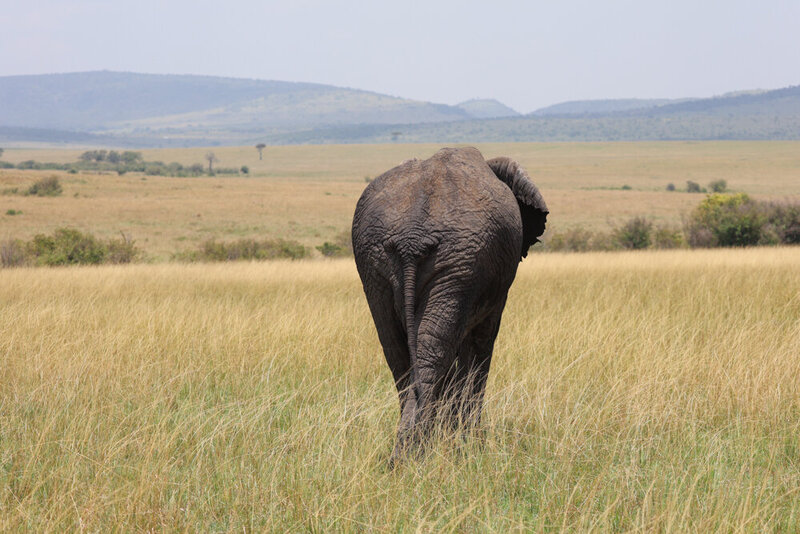 safariedited-207