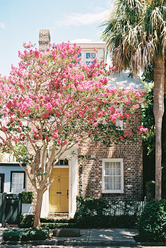 street in charleston with pink tree