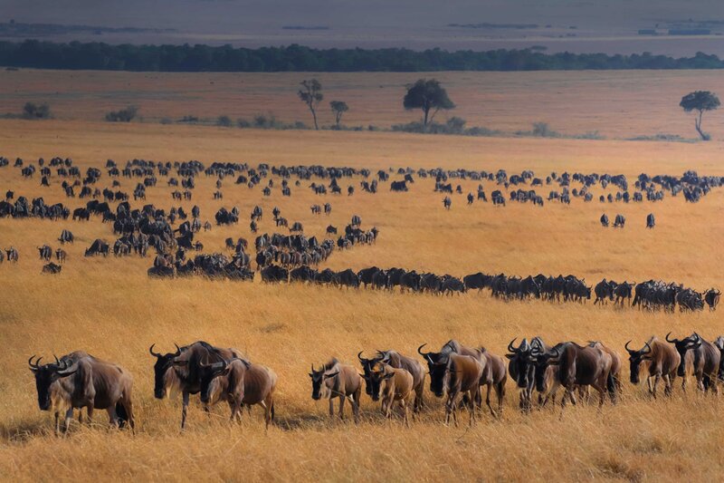 Roane Travel Africa Vacations