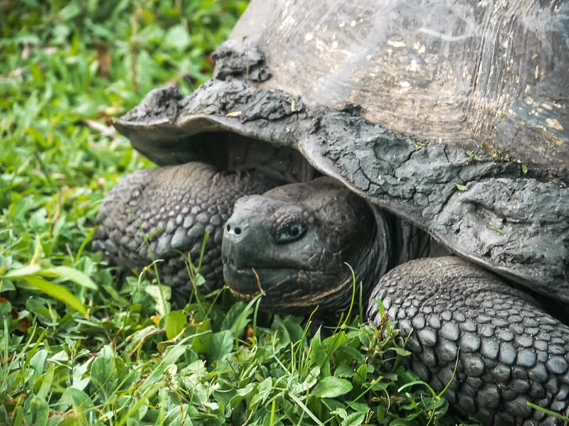 Galapagos-turtle-with-close-up-of-eyes.
