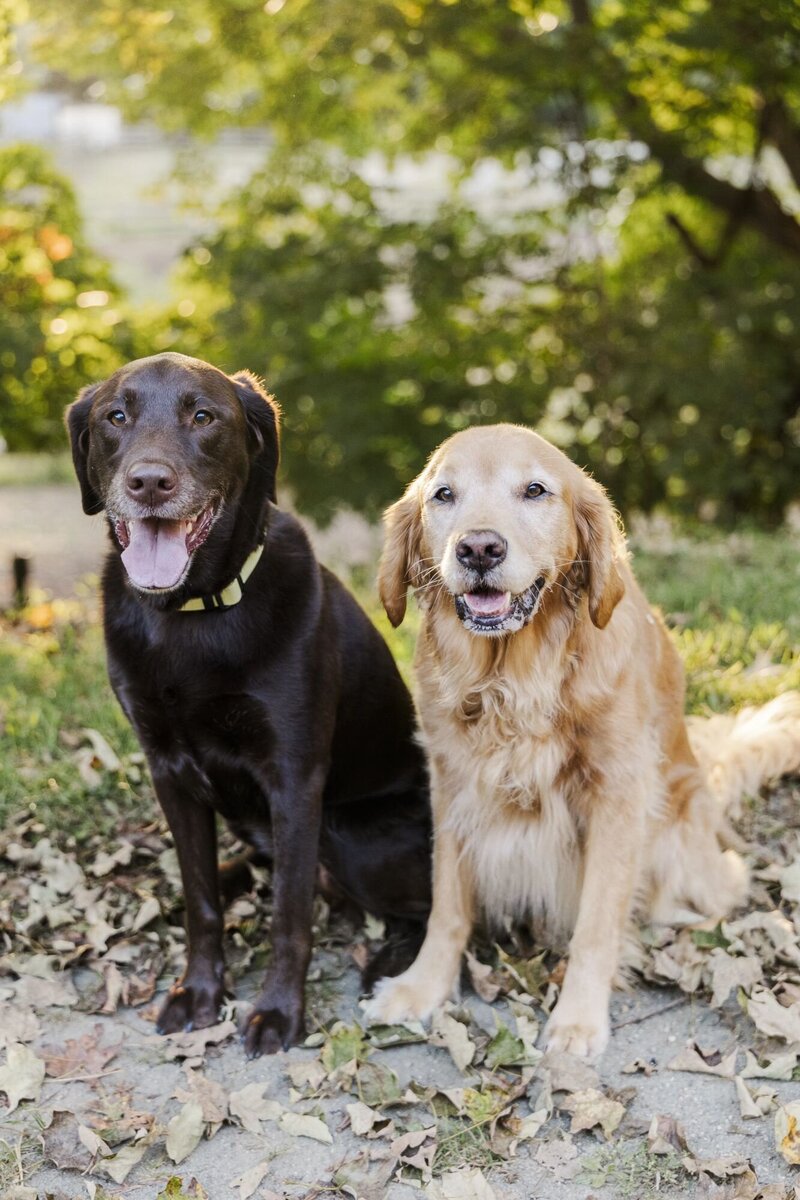Candid Hudson Valley pet photography in Cold Spring with playful walks and real moments
