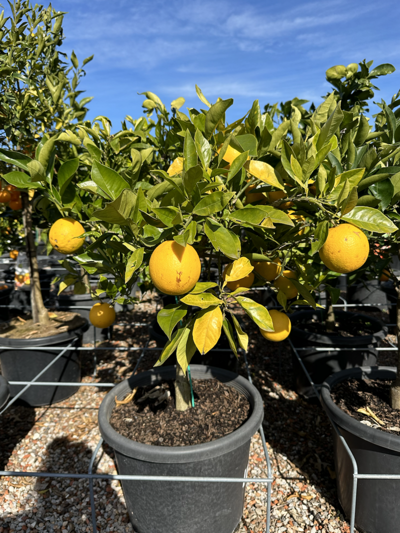 Citrus Sinensis 'Valencia' - Valencia Orange Tree