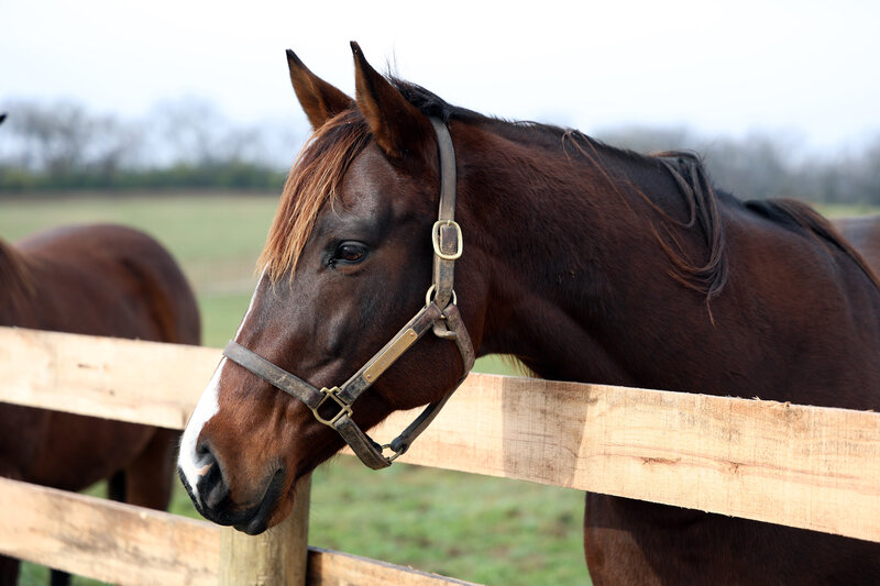 Thoroughbred mare Angelou looking over a fence.