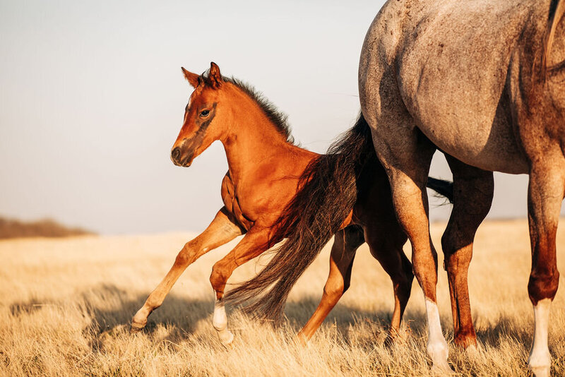 Horse Photography (27)