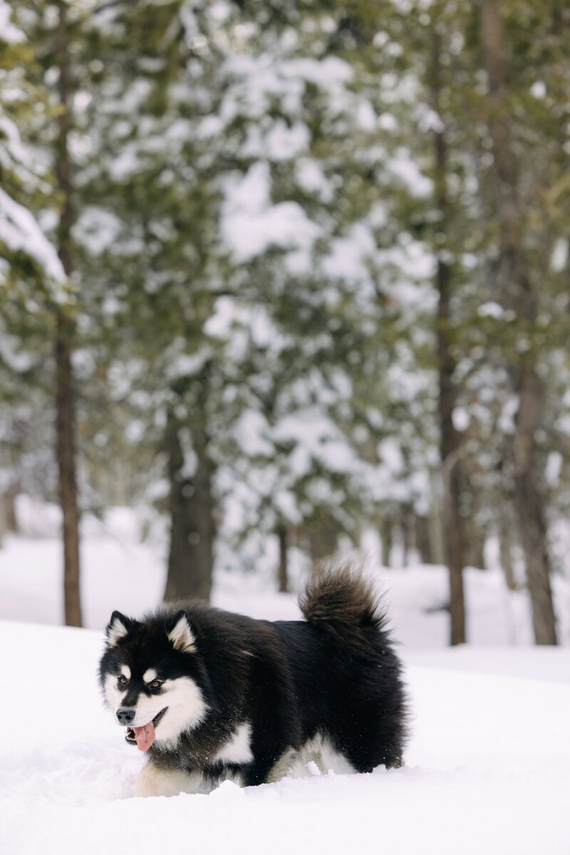 Snow Shoeing00001