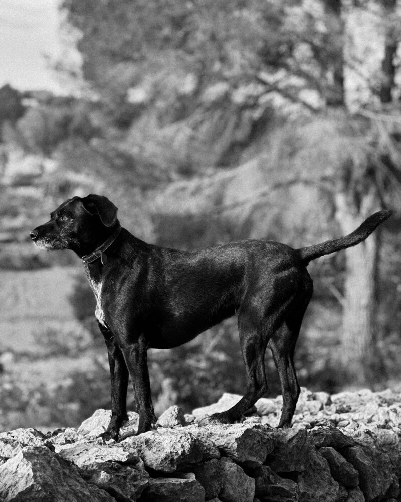 Flora