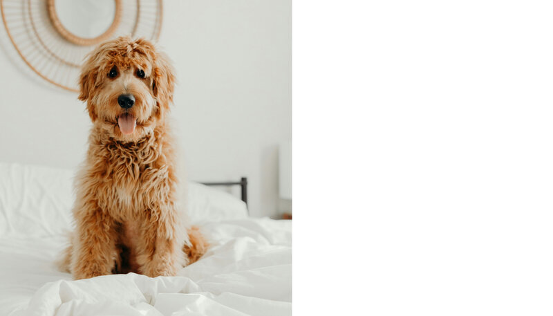Pet-safe, non-toxic Edmonton cleaning keeps this white bedding fresh and healthy for dogs and families