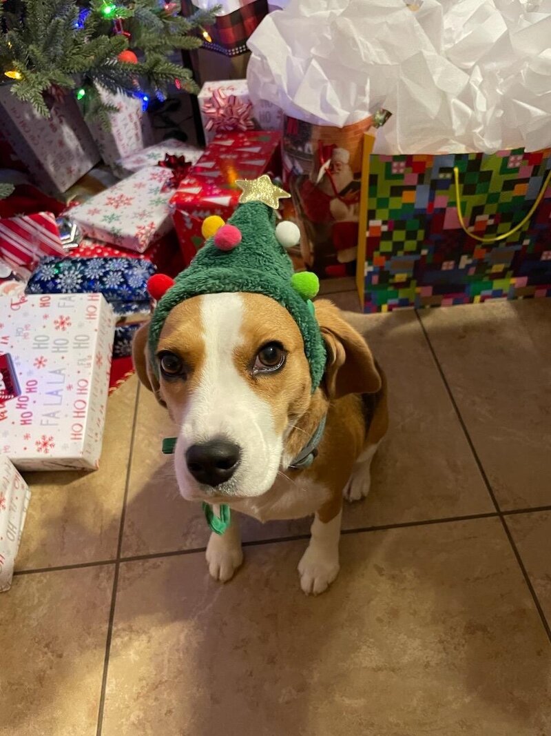 Super Pixie Pup