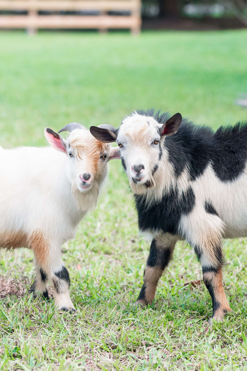 everglades florida pet photography of two goat kids looking at the camera