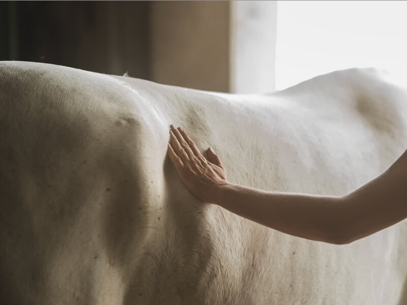 Paard dat gevoelig is op de buik door maagzweren of mestwater.