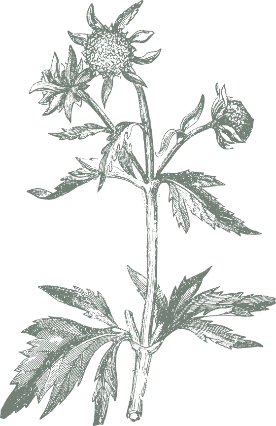 Vintage detailed sketch of a trifid bur marigold flower.