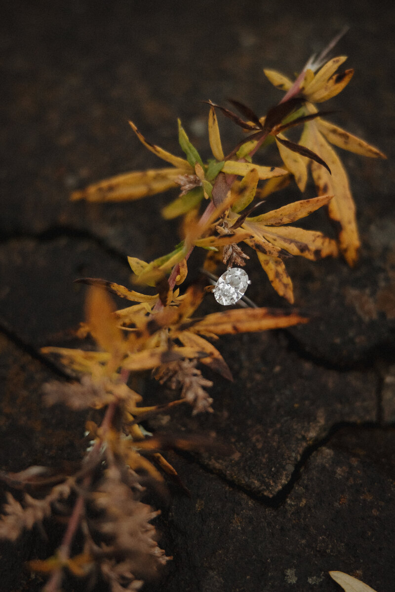 Engaged -247