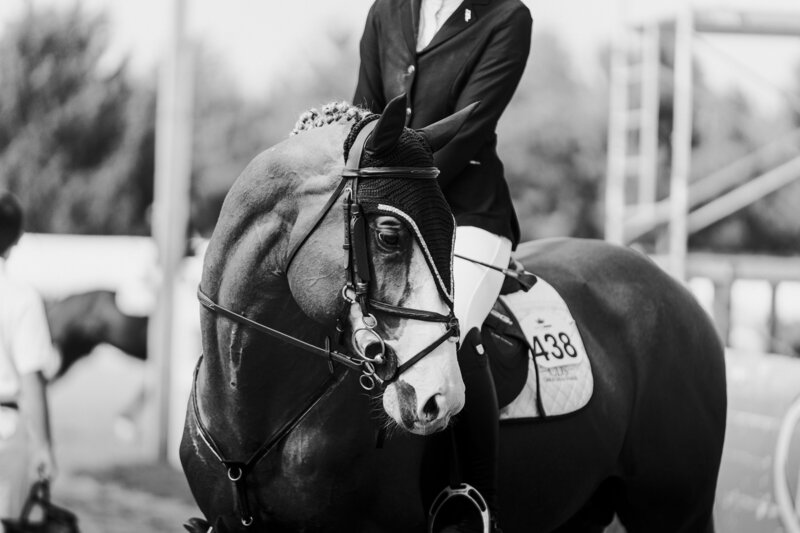a black and white image of a stallion looking off into the distance at a horse show captured by an equine private client photographer
