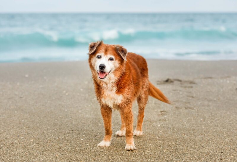 dog on the beach