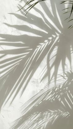 black and white palm leave shadow