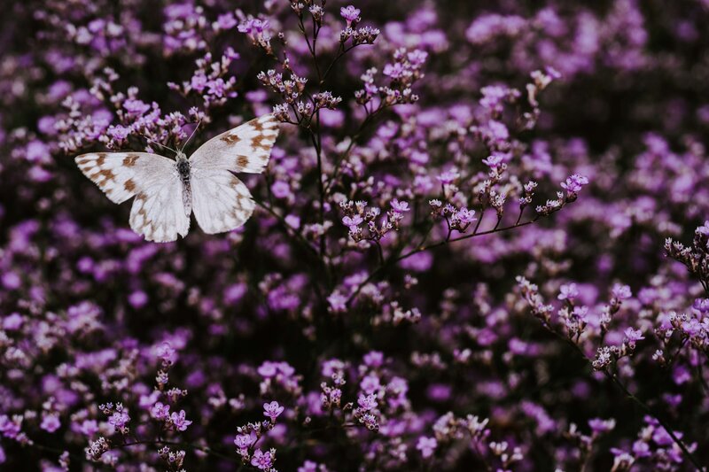 butterfly perched upon small purple flowers